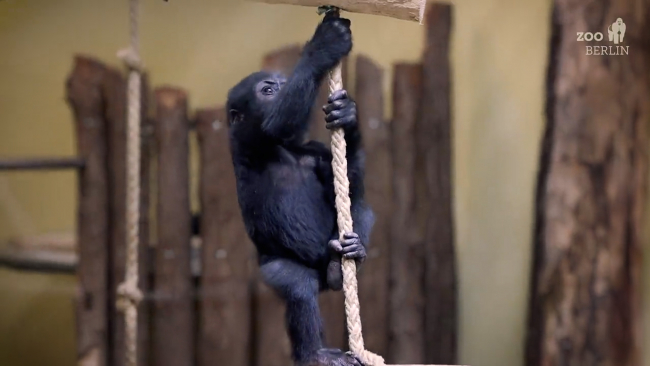 Fotoğraf: Zoo Berlin